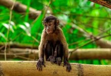 Discover the Monkeys at Bamboo Cathedral: Trinidad’s Natural Treasure