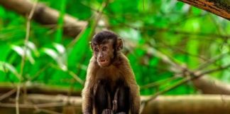 Discover the Monkeys at Bamboo Cathedral: Trinidad’s Natural Treasure