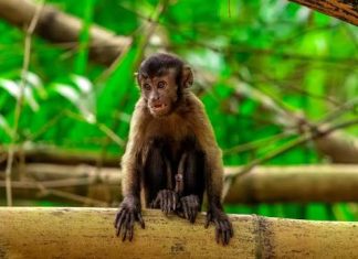 Discover the Monkeys at Bamboo Cathedral: Trinidad’s Natural Treasure