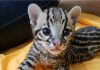 Trinidad’s Ocelots ‘Don’t Exist’—At Least on Global Maps