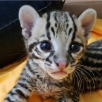 Trinidad’s Ocelots ‘Don’t Exist’—At Least on Global Maps