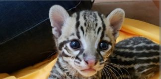 Trinidad’s Ocelots ‘Don’t Exist’—At Least on Global Maps