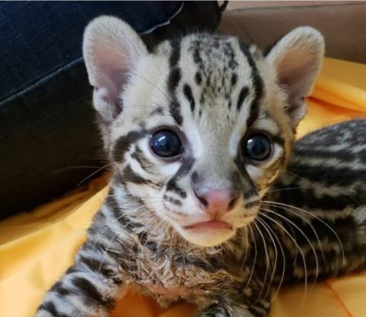 Trinidad’s Ocelots ‘Don’t Exist’—At Least on Global Maps