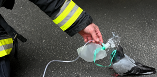 Firefighter Saves Pigeon with Oxygen After Car Fire in Heartwarming Rescue