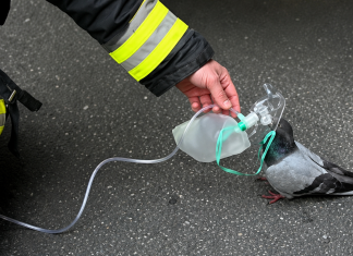 Firefighter Saves Pigeon with Oxygen After Car Fire in Heartwarming Rescue