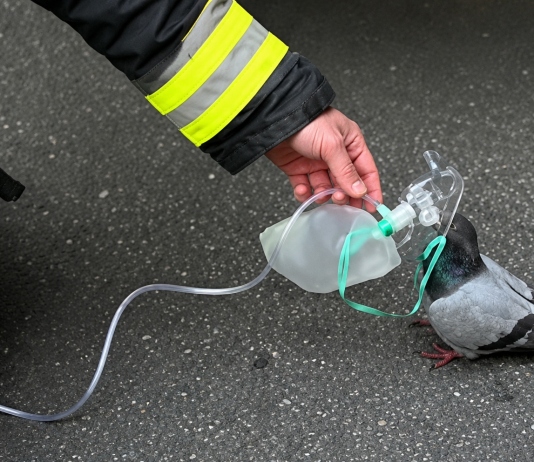 Firefighter Saves Pigeon with Oxygen After Car Fire in Heartwarming Rescue