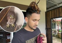 Rescuing Our Wildlife: Baby Pygmy Owl Spotted in Trinidad