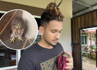 Rescuing Our Wildlife: Baby Pygmy Owl Spotted in Trinidad