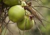Swift Arrests Following Coconut Vendor Robbery in Couva