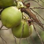 Swift Arrests Following Coconut Vendor Robbery in Couva