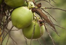 Swift Arrests Following Coconut Vendor Robbery in Couva