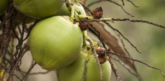 Swift Arrests Following Coconut Vendor Robbery in Couva