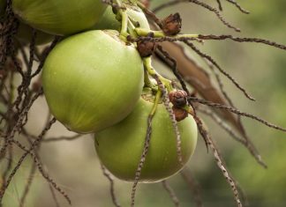 Swift Arrests Following Coconut Vendor Robbery in Couva