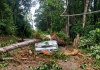 Tree Falls on Car in Paramin, Causes Major Traffic Disruption