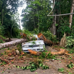 Tree Falls on Car in Paramin, Causes Major Traffic Disruption