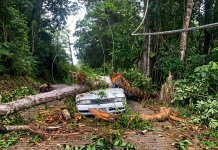 Tree Falls on Car in Paramin, Causes Major Traffic Disruption