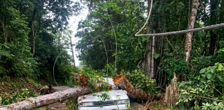 Tree Falls on Car in Paramin, Causes Major Traffic Disruption