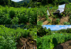 $2.5 Million Worth of Illegal Cannabis Destroyed in Multi-agency Suppression Exercise