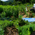 $2.5 Million Worth of Illegal Cannabis Destroyed in Multi-agency Suppression Exercise