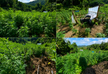 $2.5 Million Worth of Illegal Cannabis Destroyed in Multi-agency Suppression Exercise