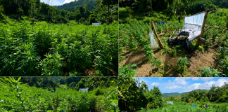 $2.5 Million Worth of Illegal Cannabis Destroyed in Multi-agency Suppression Exercise