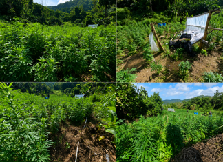 $2.5 Million Worth of Illegal Cannabis Destroyed in Multi-agency Suppression Exercise