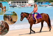 Healing With Horses Offers Unique Wellness Experience in Tobago