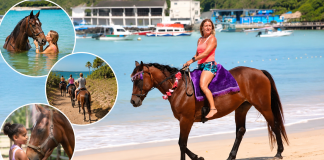 Healing With Horses Offers Unique Wellness Experience in Tobago