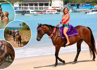 Healing With Horses Offers Unique Wellness Experience in Tobago