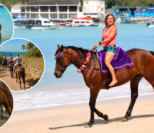 Healing With Horses Offers Unique Wellness Experience in Tobago