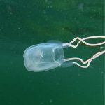 Incredible Snorkeling Encounter Showcases Unique Marine Life in Trinidad