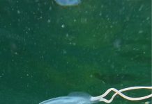 Incredible Snorkeling Encounter Showcases Unique Marine Life in Trinidad
