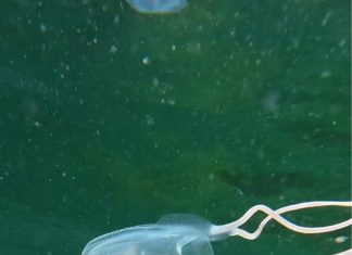 Incredible Snorkeling Encounter Showcases Unique Marine Life in Trinidad