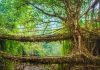 Meghalaya’s Living Root Bridges: Nature’s Ingenious Engineering Marvels