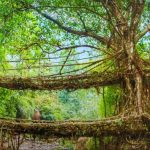 Meghalaya’s Living Root Bridges: Nature’s Ingenious Engineering Marvels