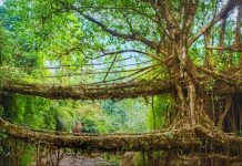 Meghalaya’s Living Root Bridges: Nature’s Ingenious Engineering Marvels