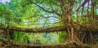 Meghalaya’s Living Root Bridges: Nature’s Ingenious Engineering Marvels