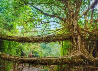 Meghalaya’s Living Root Bridges: Nature’s Ingenious Engineering Marvels