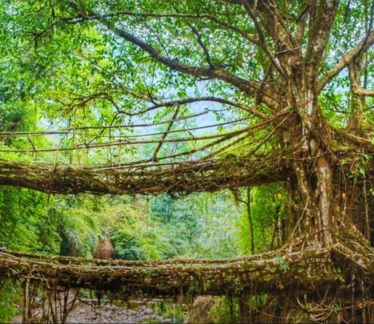 Meghalaya’s Living Root Bridges: Nature’s Ingenious Engineering Marvels