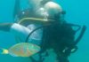 Overfishing Cripples Parrotfish, Threatening Jamaica’s Coral Reefs