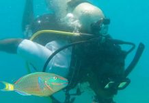 Overfishing Cripples Parrotfish, Threatening Jamaica’s Coral Reefs