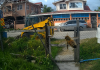 Elderly Woman Attacked by Bees, Pets Perish in Tragic Incident