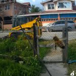 Elderly Woman Attacked by Bees, Pets Perish in Tragic Incident