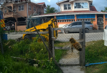 Elderly Woman Attacked by Bees, Pets Perish in Tragic Incident