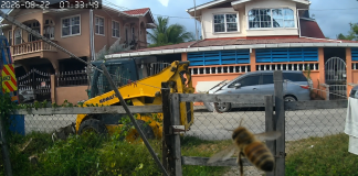 Elderly Woman Attacked by Bees, Pets Perish in Tragic Incident