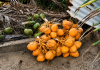 COCONUT THIEVES TARGET MAYARO YARD
