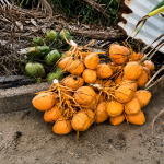 COCONUT THIEVES TARGET MAYARO YARD