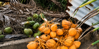 COCONUT THIEVES TARGET MAYARO YARD