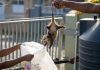 Backyard Manicou Chase Finally Ends After Months of Unwanted Visits