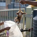 Backyard Manicou Chase Finally Ends After Months of Unwanted Visits